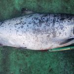 稚内市の高瀬さんが鹿角シャクリで釣った4.5kg釣った