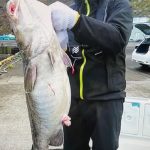 札幌市の東野さんが釣った大物、1m7cm,17kg