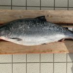森田さんが釣った3.17kgの桜鱒