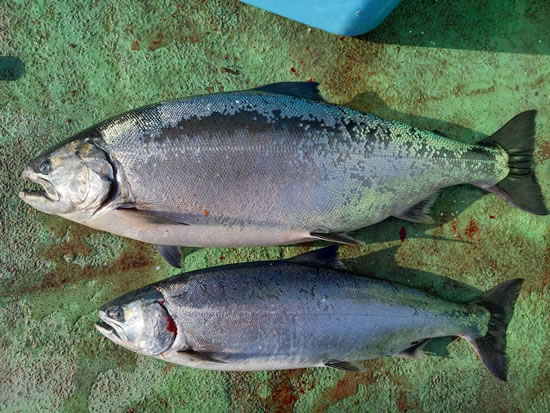 札幌市の阿部さんが釣った4.5kgと1.5kg