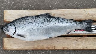 サクラマス61cm,3.6kg(4,210p)ーー＞積丹町 | プロショップかわぐち
