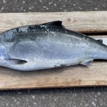 江刺家さんのサクラマス55cm,2.65kg