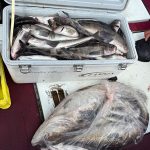 昇龍丸さん、きょうも好釣果！