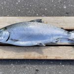 瀧口栄司さんの57cm,3.05kg