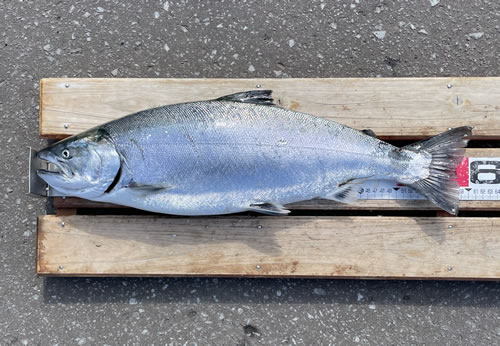 瀧口栄司さんの57cm,3.05kg