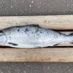 森藤さんの54.5cm,2.25kg
