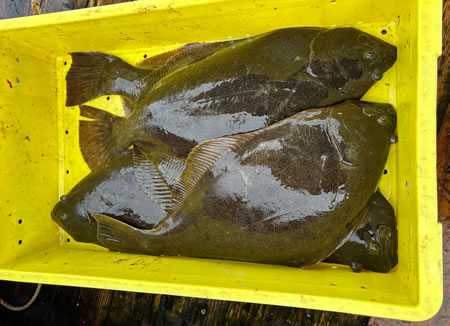 ヒラメ好釣果、全体で50枚最大70cm