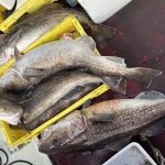 昇龍丸、馬渡とホッケ好釣果