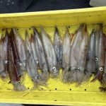 昇龍丸水イカ18パイ竿頭