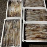 イカ釣り名人が水イカを131パイ