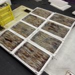 水イカ1人で240パイ！