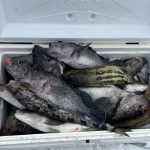 ソイ3種とホッケでクーラーオーバー