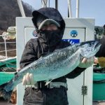 札幌市の早川さんの桜鱒2.6kg