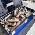 昇龍丸さんホッケはクーラー釣り