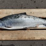 余市町の山崎孝幸さん52cm,2.15kg