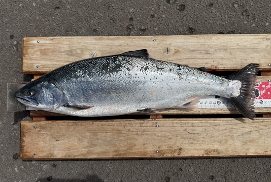 余市町の山崎孝幸さん52cm,2.15kg