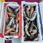 260425昇龍丸の数釣り