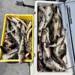 昇龍丸さん、ホッケの数釣りでした！